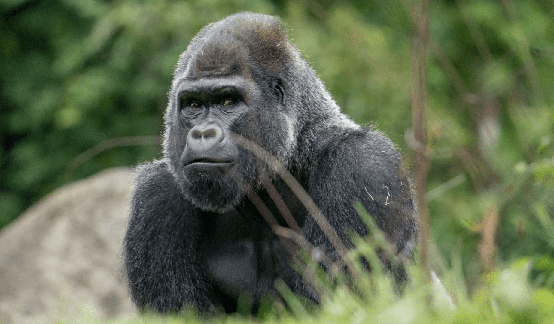 Gorilla in lush green forest setting.